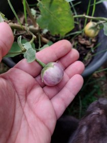 Thai Lavender Frog Egg padlizsán, Solanum melongena, padlizsán